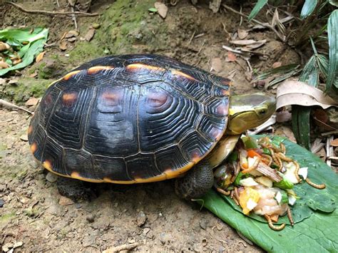 八角龜|【龜的種類】台灣龜寶大觀園：認識龜類的繽紛世界